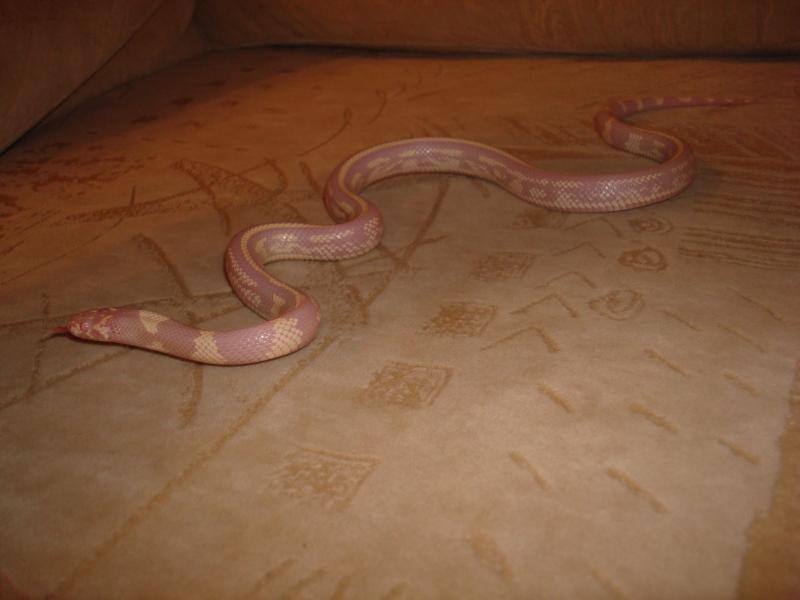 Lampropeltis getula californiae var. 