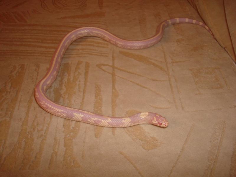 Lampropeltis getula californiae var. 