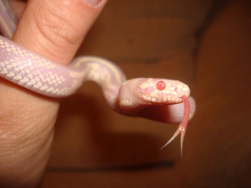 Lampropeltis getula californiae var. 