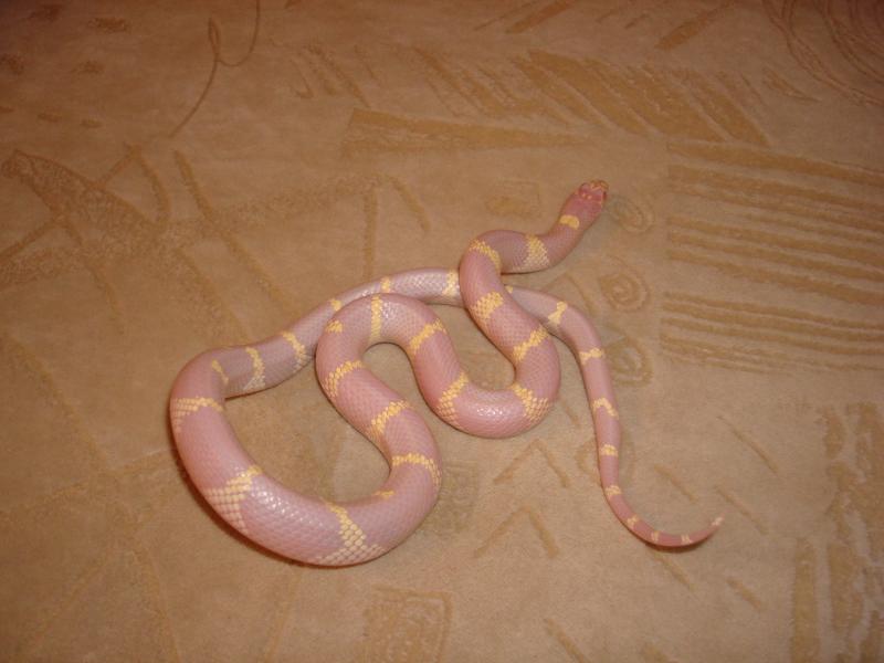 Lampropeltis getula californiae var. 