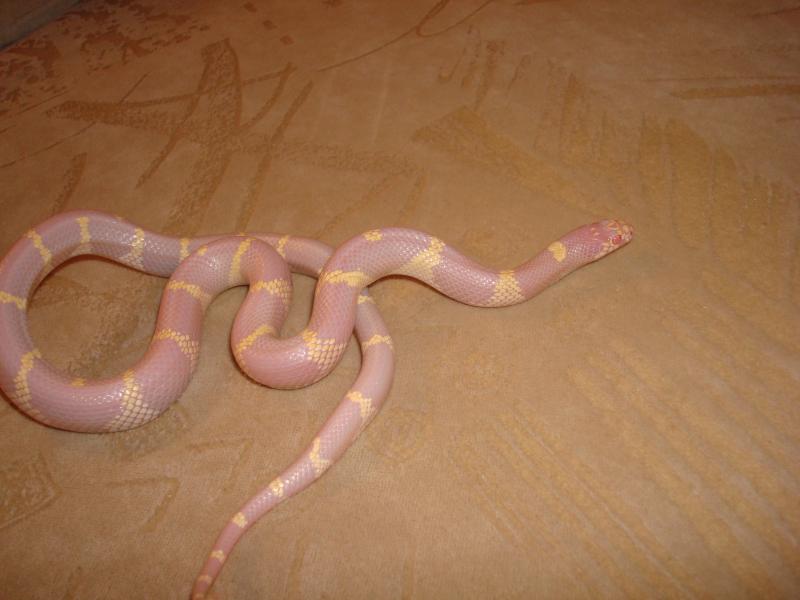 Lampropeltis getula californiae var. 