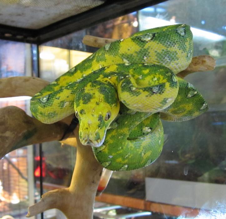 Morelia viridis