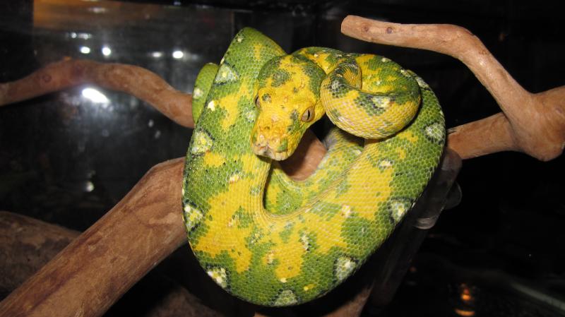 Morelia viridis