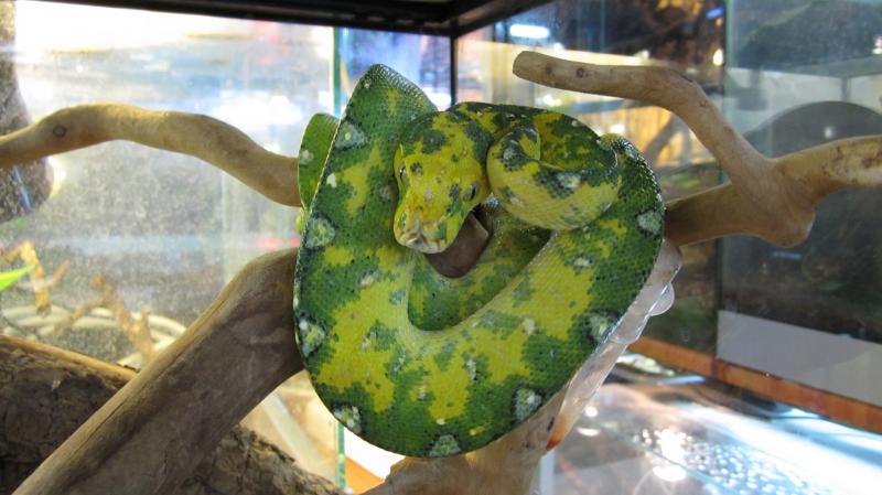 Morelia viridis