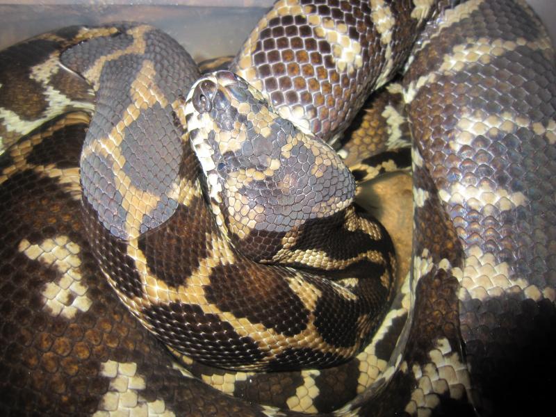 morelia spilota variegata самка