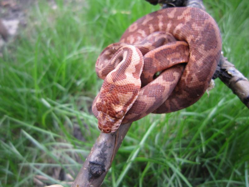 Morelia spilota variegata разведение апрель 2011