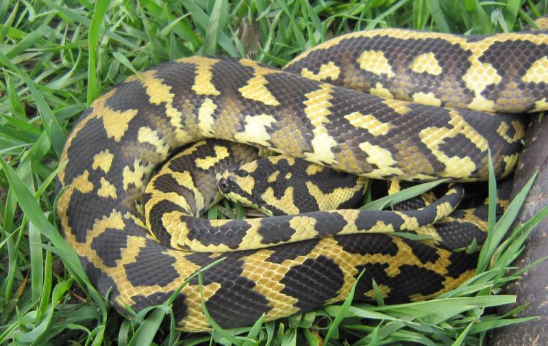 Morelia spilota variegata разведение 2010