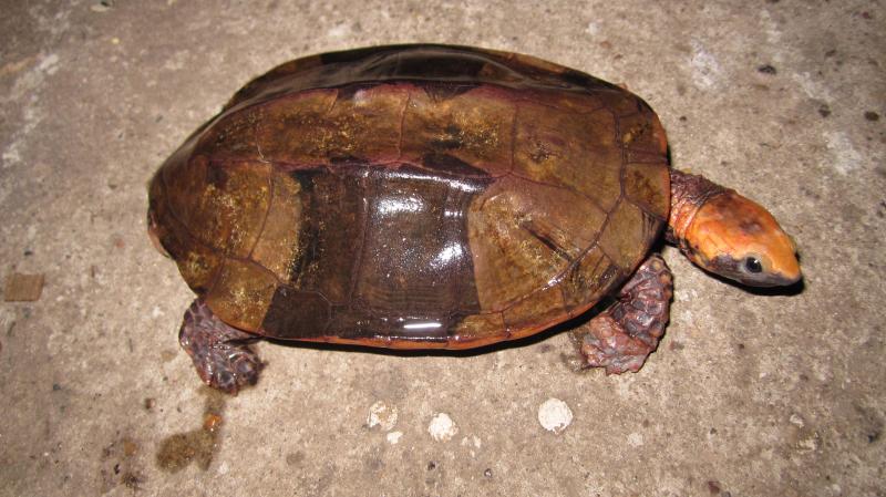 Platemys platycephala