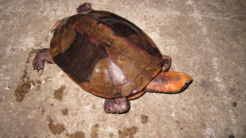 Platemys platycephala