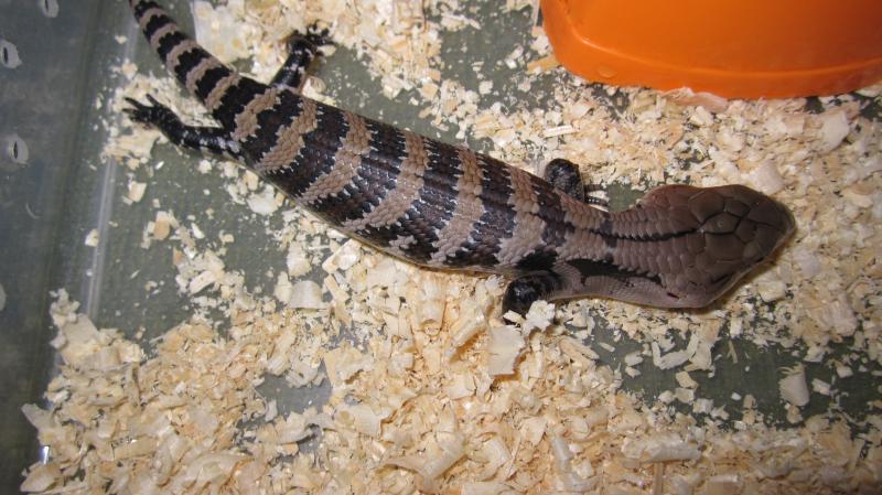 Tiliqua gigas