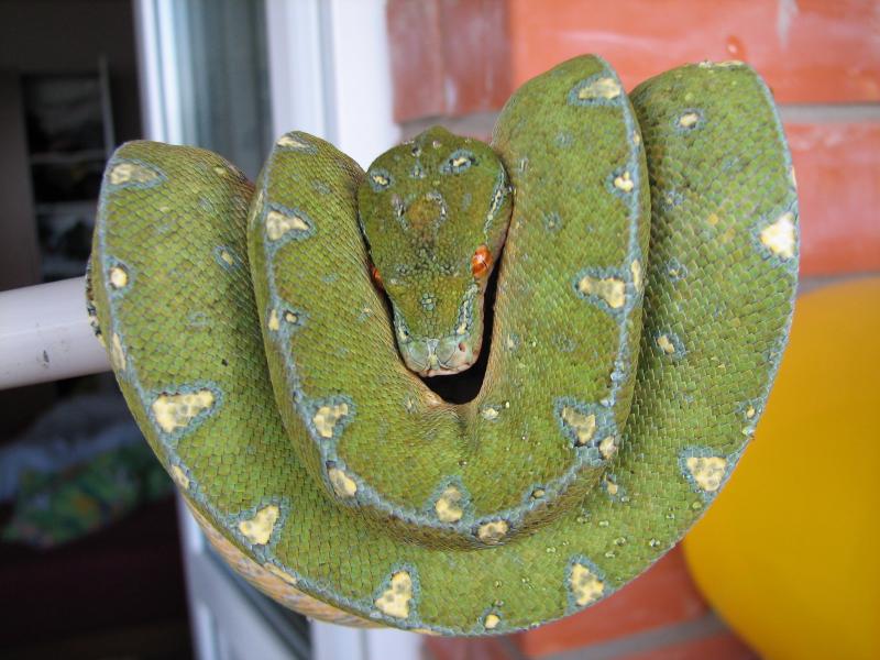 female jayapura