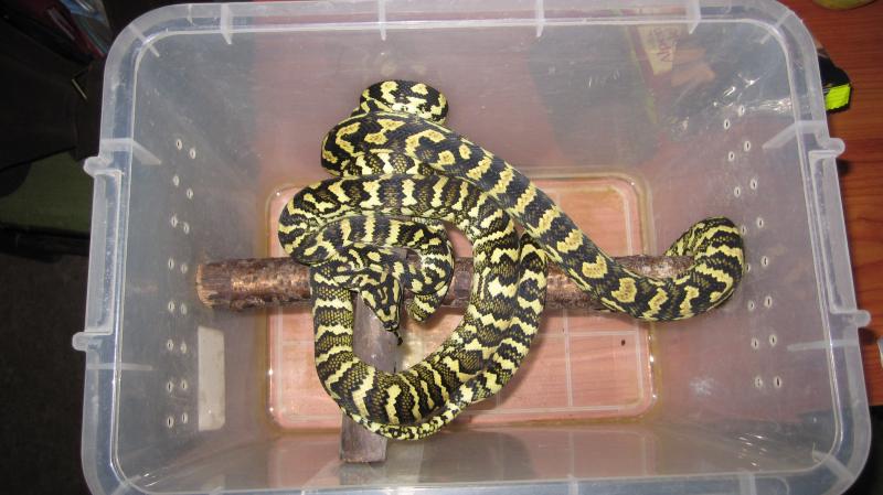 Morelia spilota cheynei