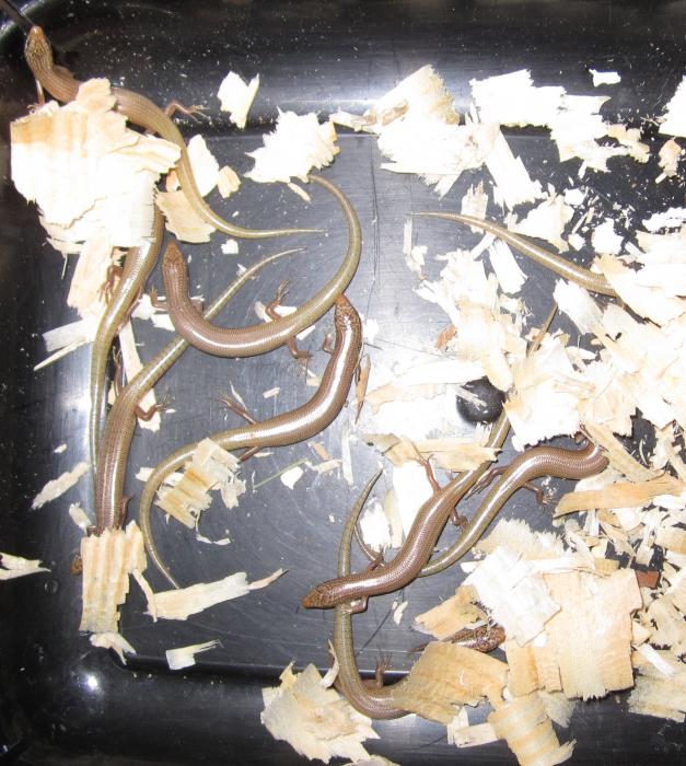 Chalcides ocellatus