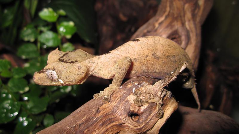 Uroplatus ebenaui