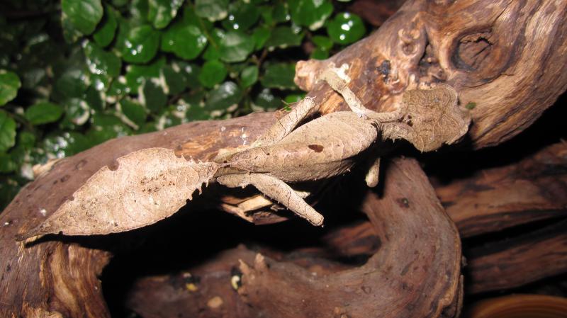 Uroplatus phantasticus