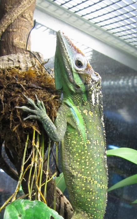 Anolis smallwoodi