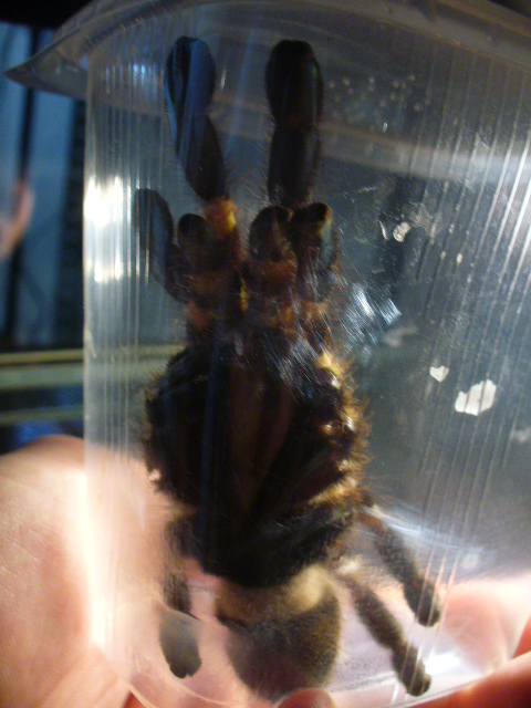 Poecilotheria regalis