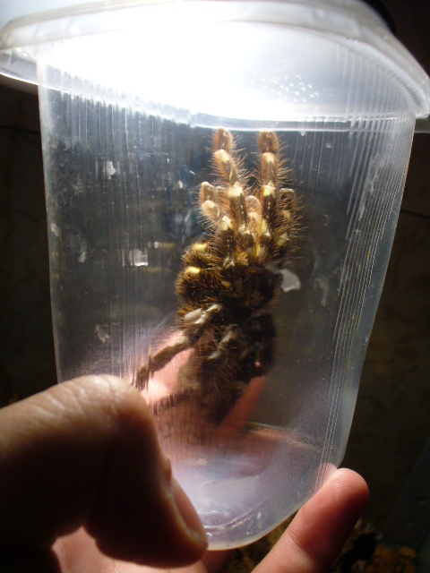 Poecilotheria regalis