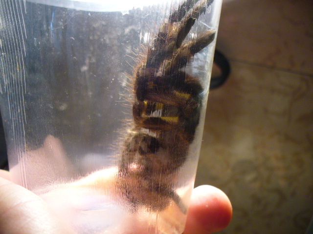 Poecilotheria regalis