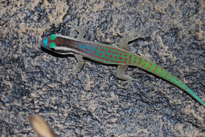 Phelsuma ornata