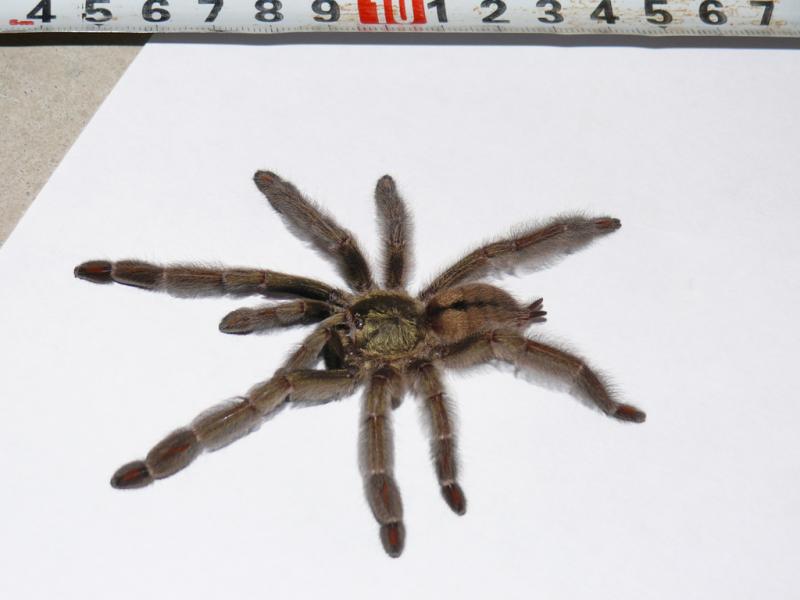 Psalmopoeus cambridgei