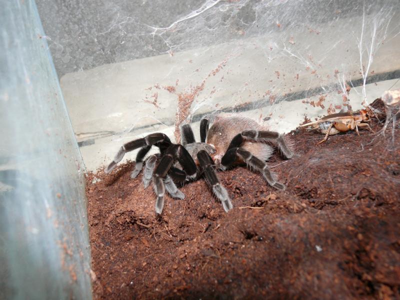 Brachypelma vagans