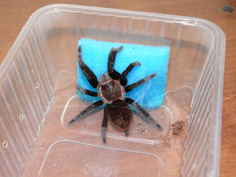 Brachypelma vagans