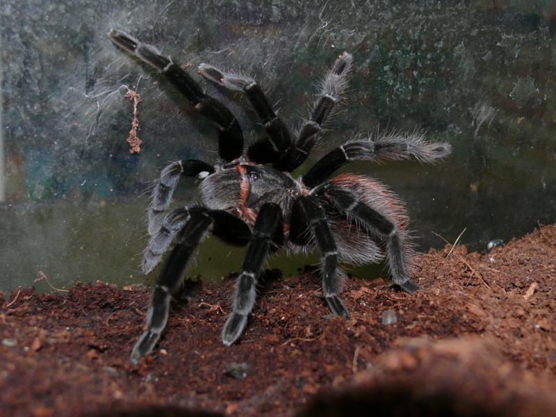 Brachypelma vagans