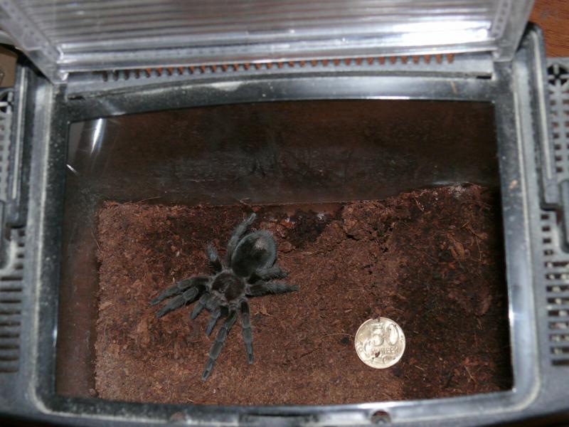 Grammostola pulchra