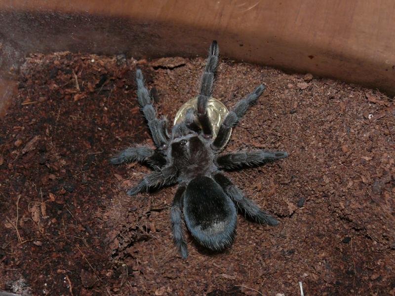 Grammostola pulchra