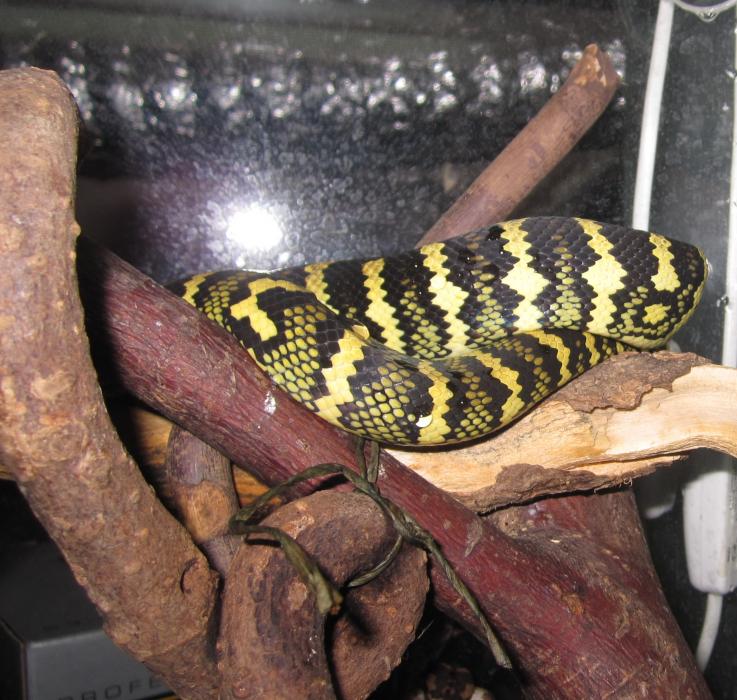 Morelia spilota cheynei