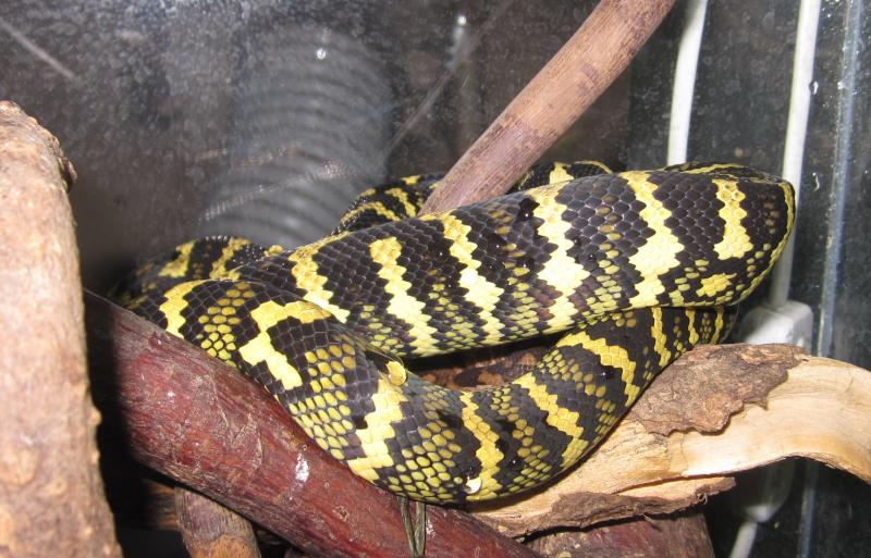 Morelia spilota cheynei