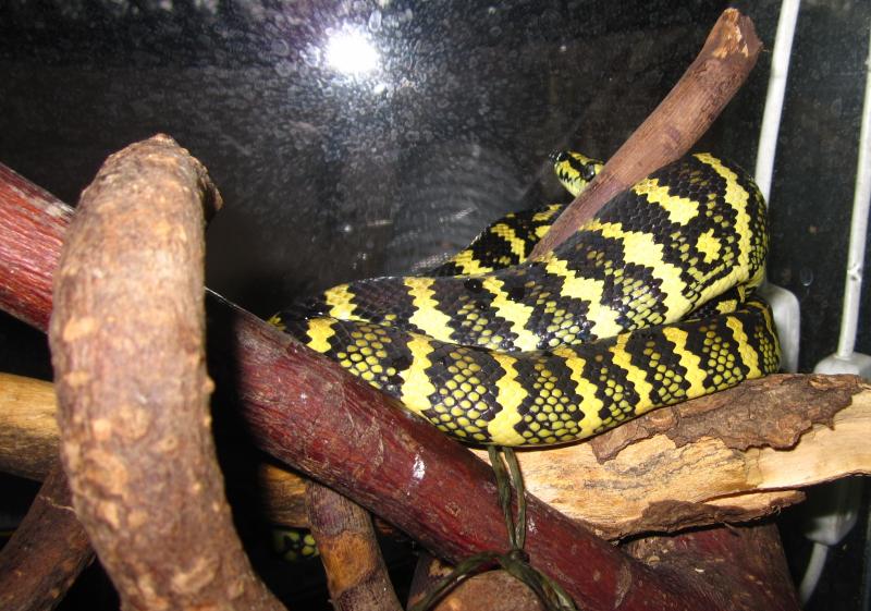 Morelia spilota cheynei