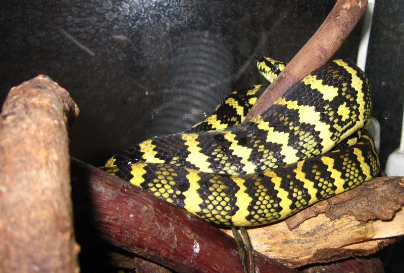 Morelia spilota cheynei