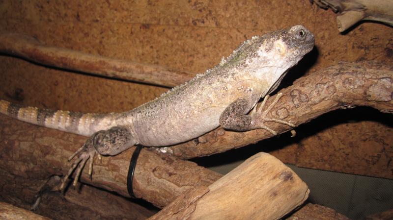 Ctenosaura pectinata