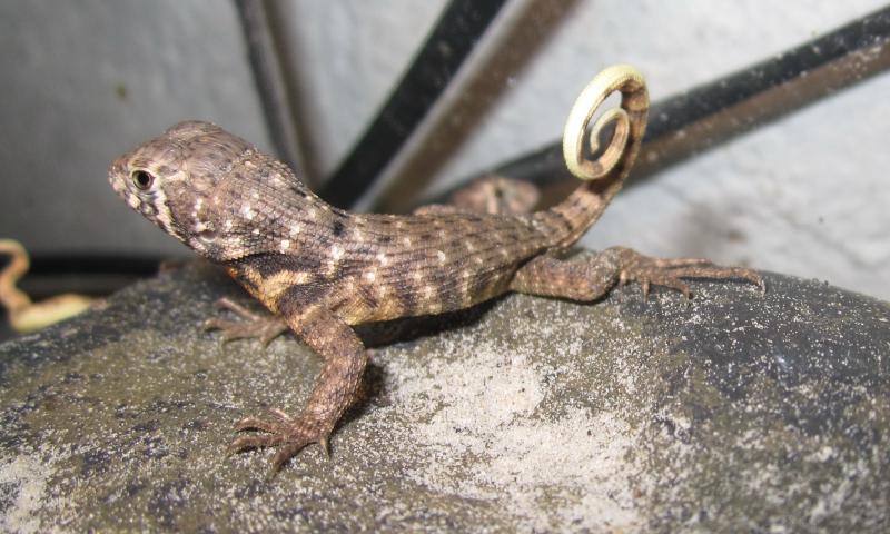 leiocephalus carinatus