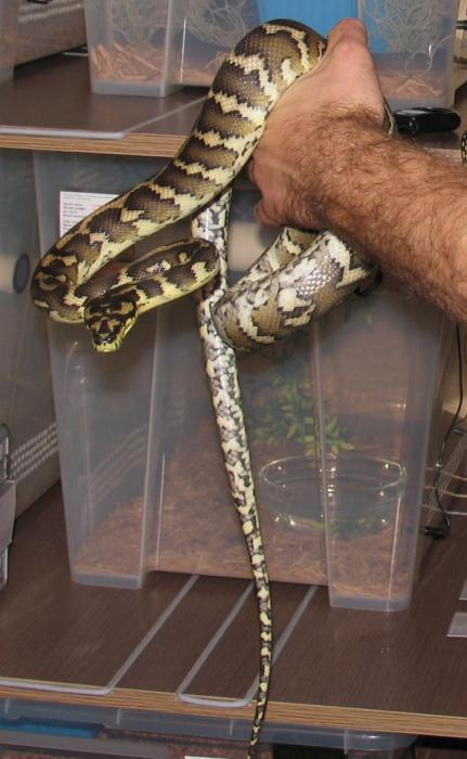 Morelia S. Variegata, female CB 2008