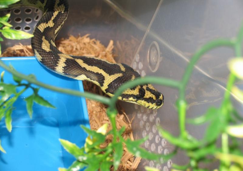 Morelia S. Variegata, female CB 2008