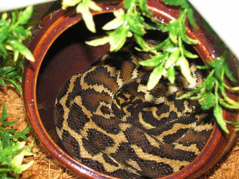 Morelia S. Variegata, female CB 2008