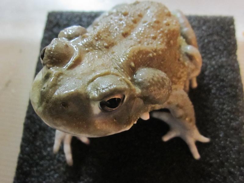 Bufo alvarius