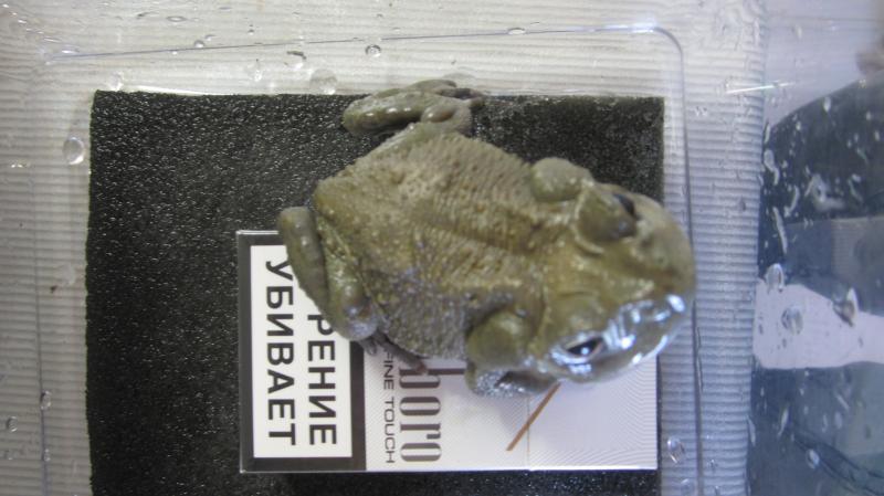 Bufo alvarius