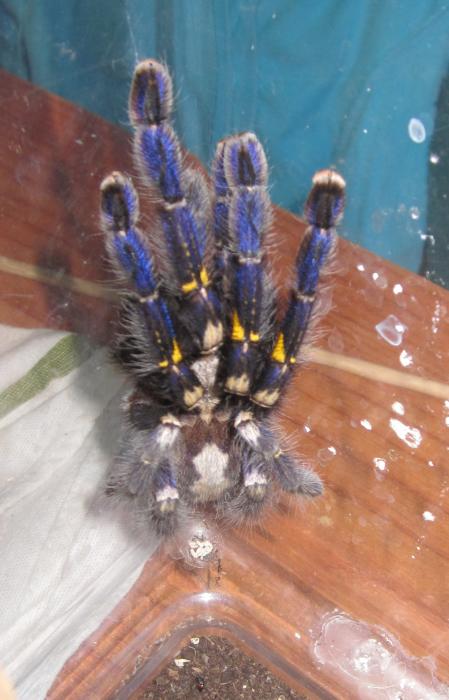 Poecilotheria metallica