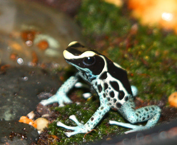 Dendrobates Tinctorius (Powder Blue)