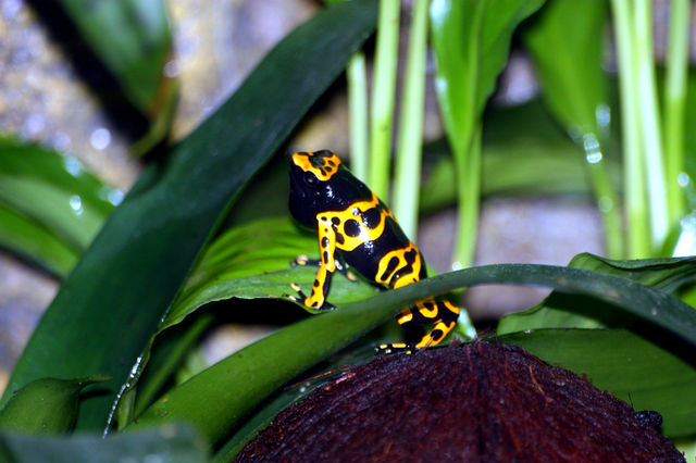 Dendrobates Leucomelas