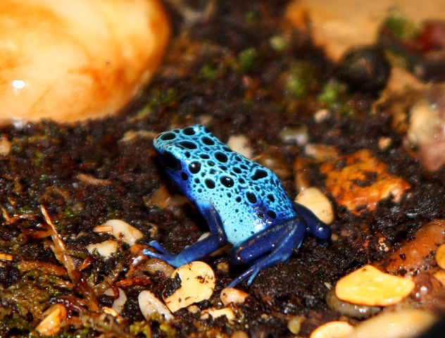 Dendrobates Tinctorius (Azureus)