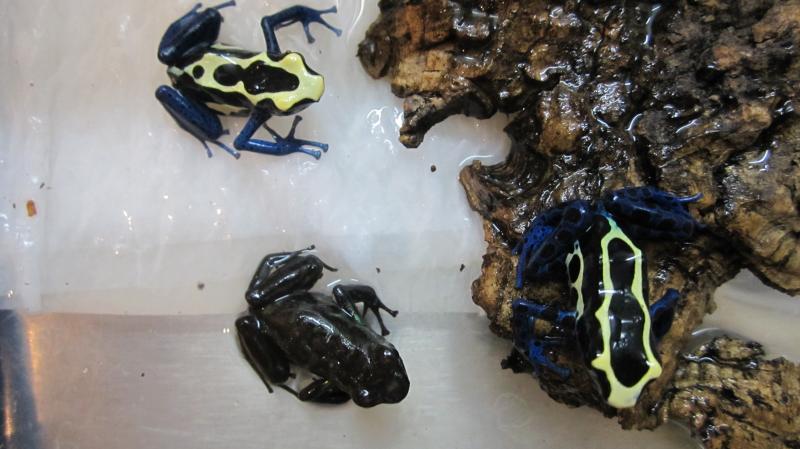 Dendrobates