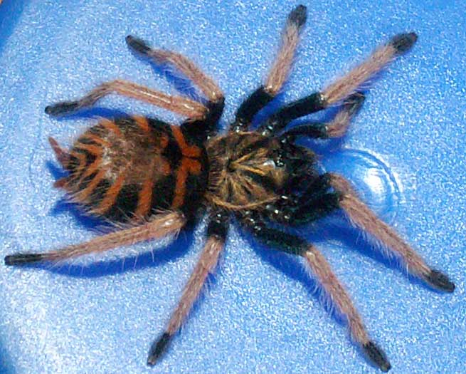 Chromatopelma cyaneopubescens L3