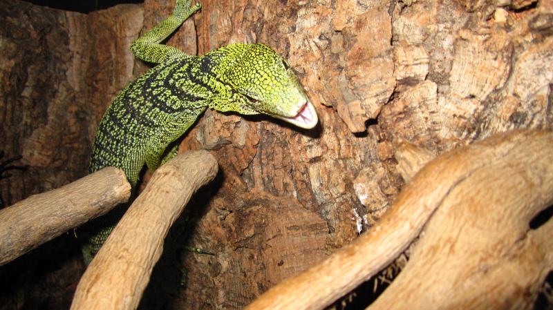 Varanus reisingeri