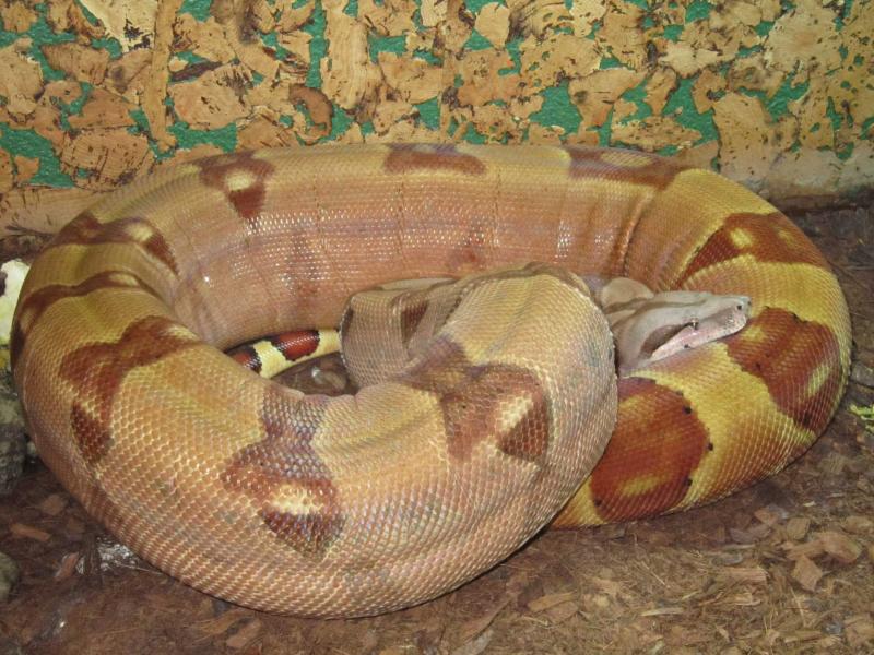 Boa Constrictor female