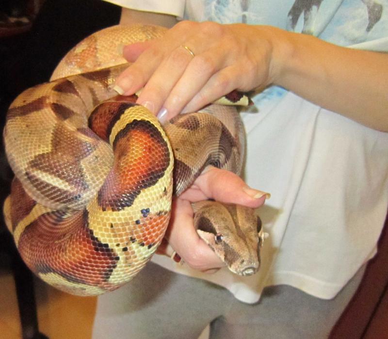 Boa Constrictor male